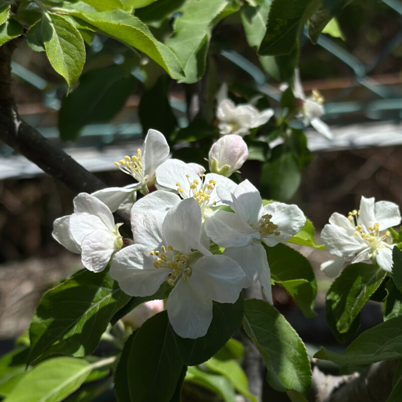 リンゴ　アルプス乙女の花