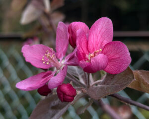 ミニリンゴ　ジェネばの花
